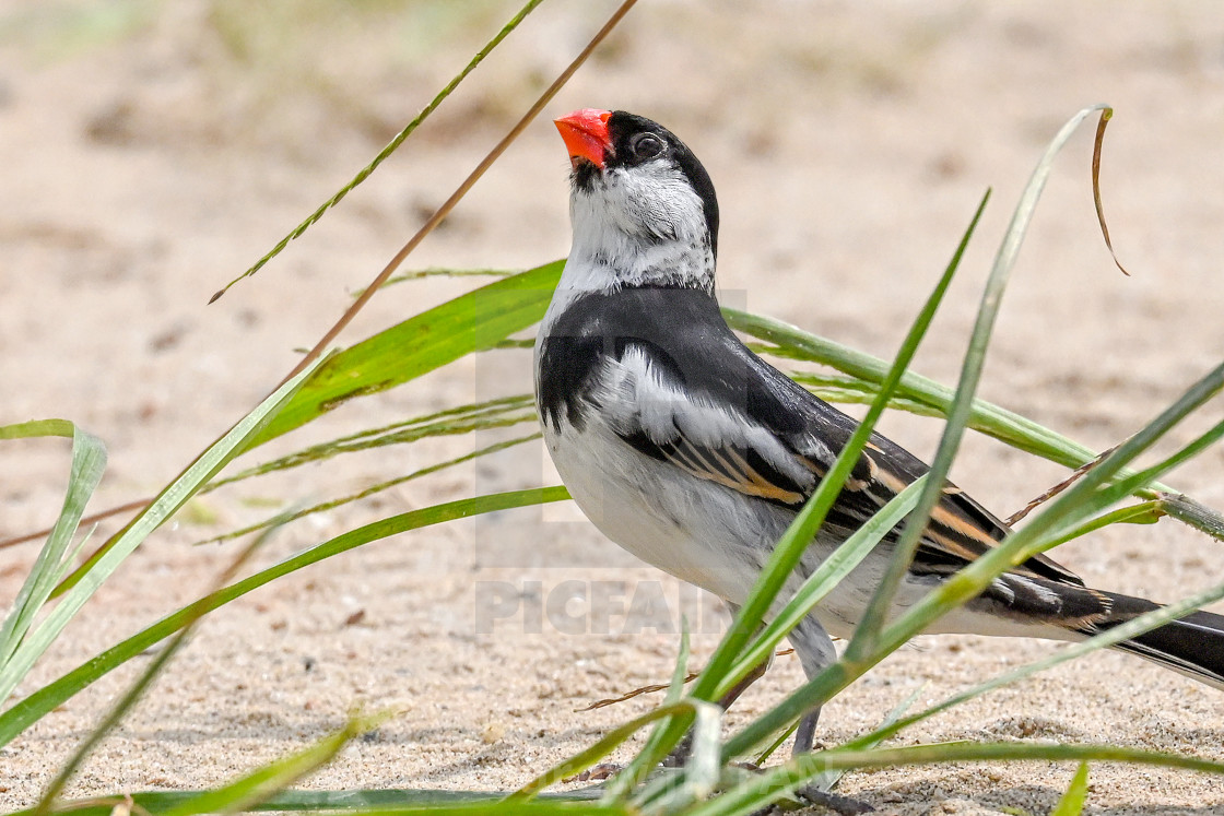 "Pin Tailed Whydah 09" stock image