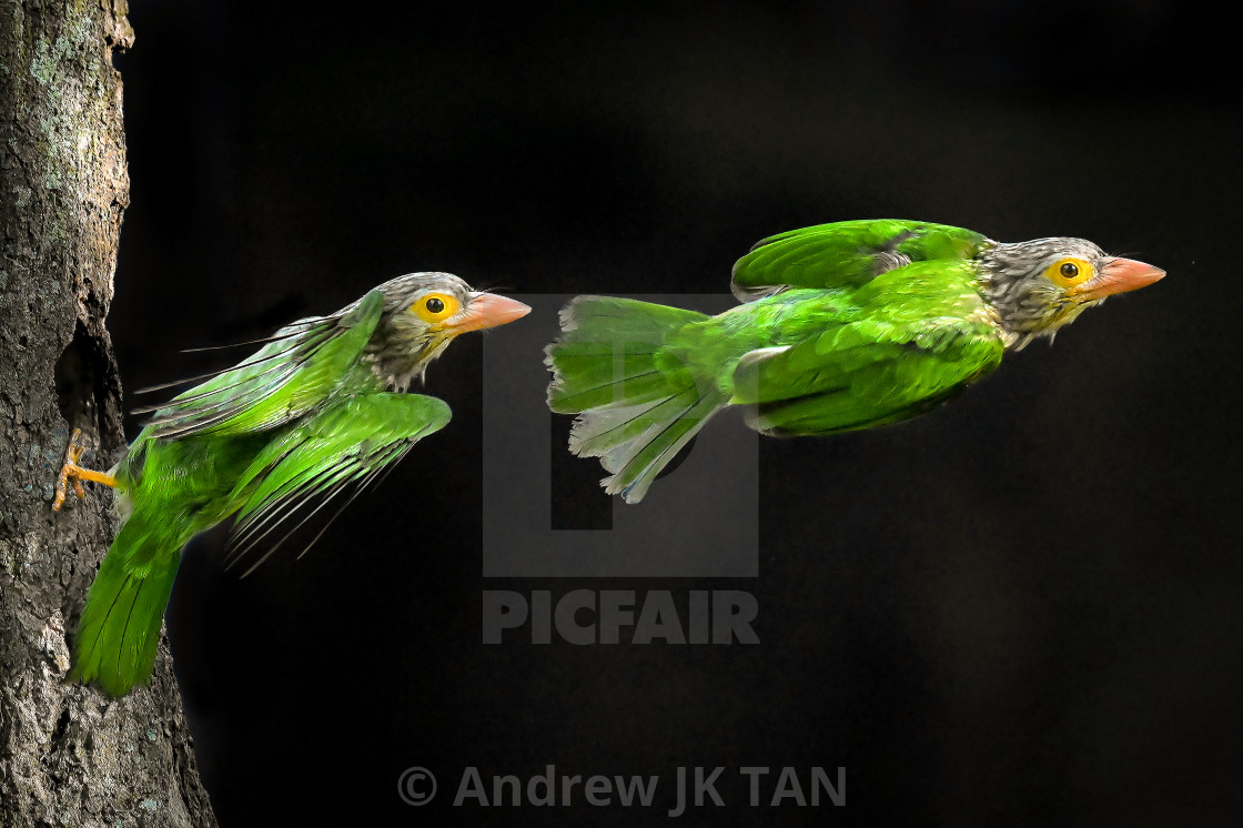 "Lineated Barbet Flight Sequence 03" stock image