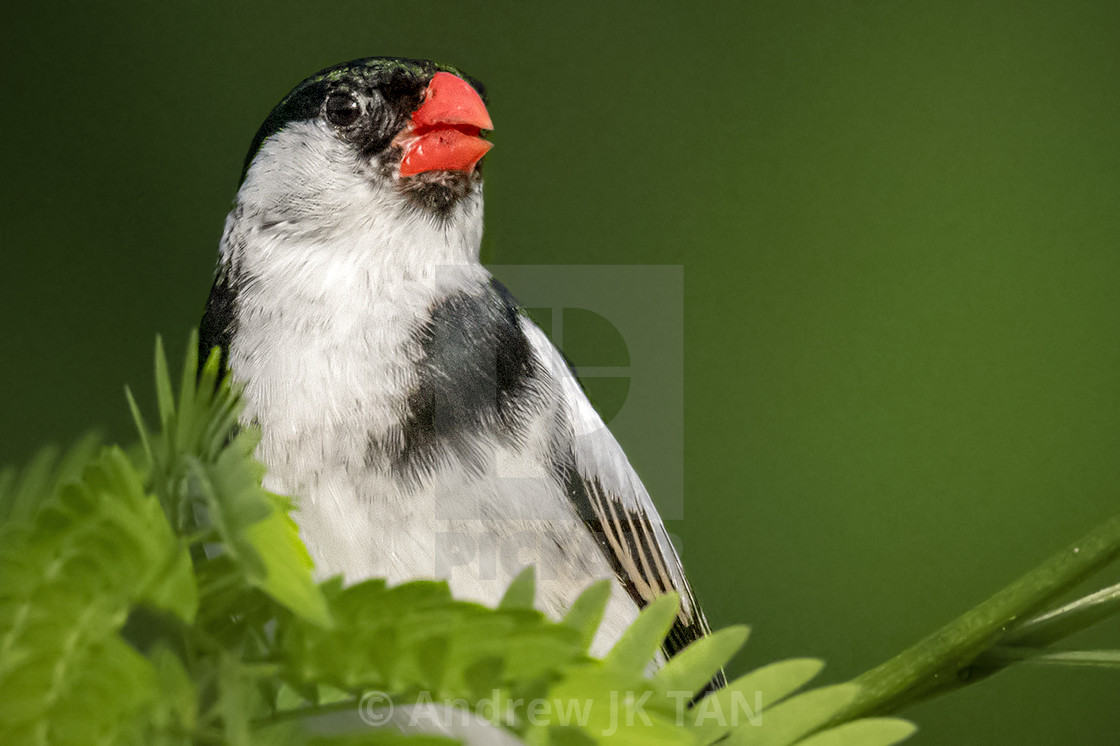 "Pin Tailed Whydah 16" stock image