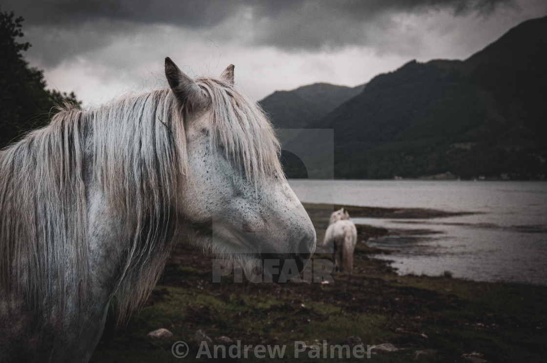 "The Locals of Loch Duich" stock image