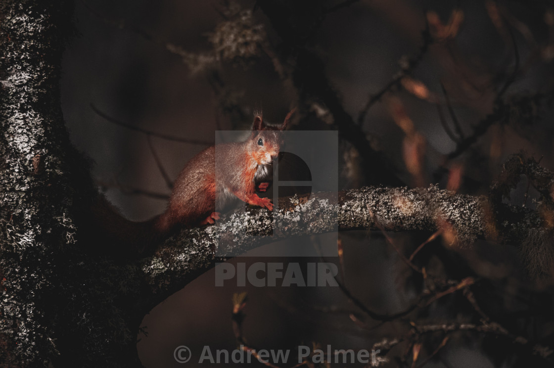 "Out on a limb" stock image