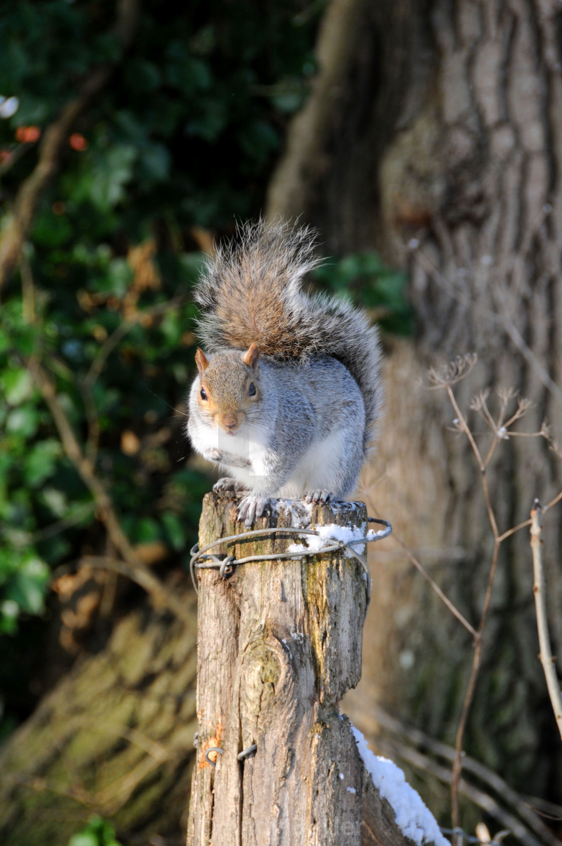 "Squirrel in the Snow, Hampden Park, Eastbourne, East Sussex. © Andy Butler 2009 This image may not be reproduced without permission of the copyright holder (Andy Butler). Reproduction fees are payable for each use. andy@eastbournephotos.co.uk tel: 07545" stock image