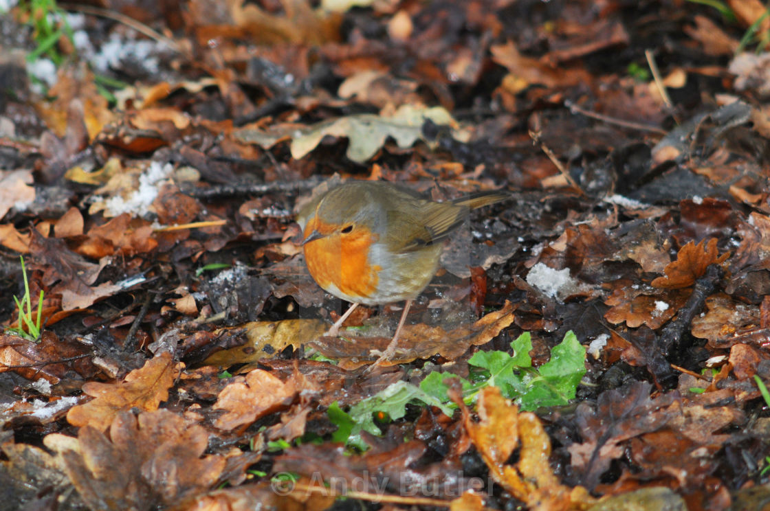 "Robin in the Snow, Hampden Park, Eastbourne, East Sussex. © Andy Butler 2009 This image may not be reproduced without permission of the copyright holder (Andy Butler). Reproduction fees are payable for each use. andy@eastbournephotos.co.uk tel: 07545 289" stock image