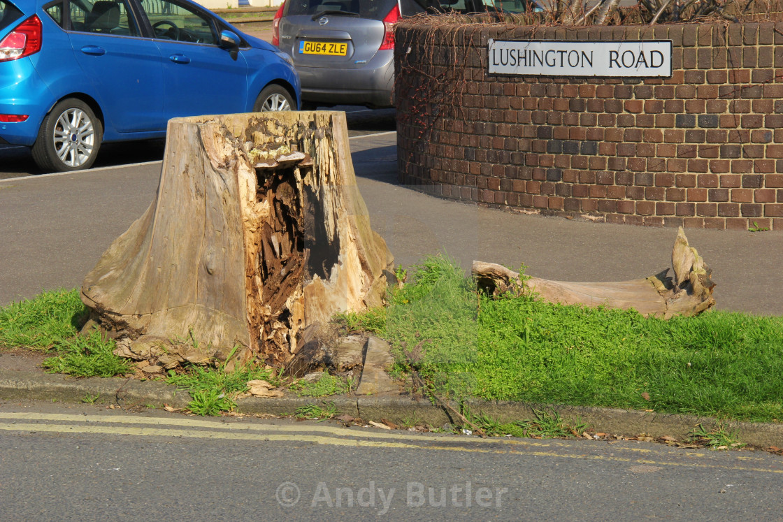 "Rotten Tree Stump, Eastbourne,East Sussex." stock image