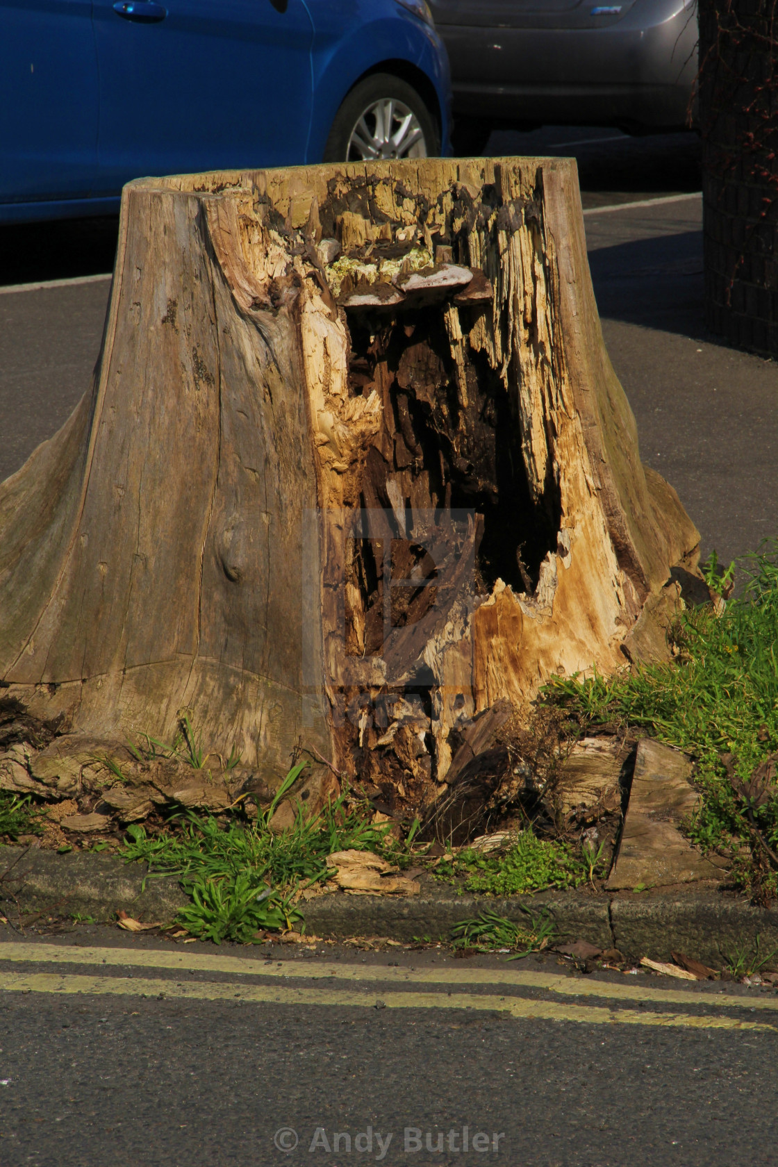 "Rotten Tree Stump, Eastbourne,East Sussex." stock image