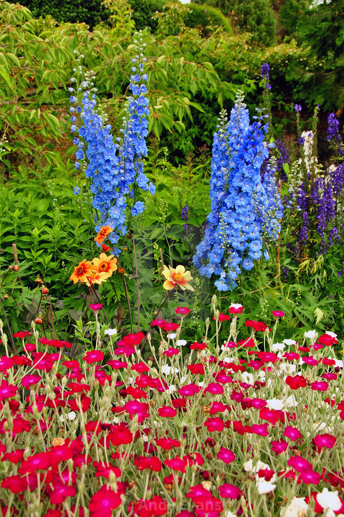 "Blue Delphiniums Summer Flowers" by Andy Evans - £6.20 "Blue Delphiniums Summer Flowers" stock image