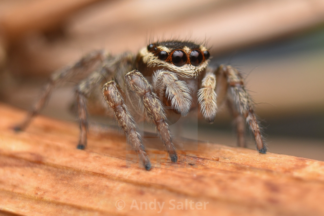 Jumping Spider Hypoblemum Griseum On The Lookout For Prey License Download Or Print For 9 92 Photos Picfair