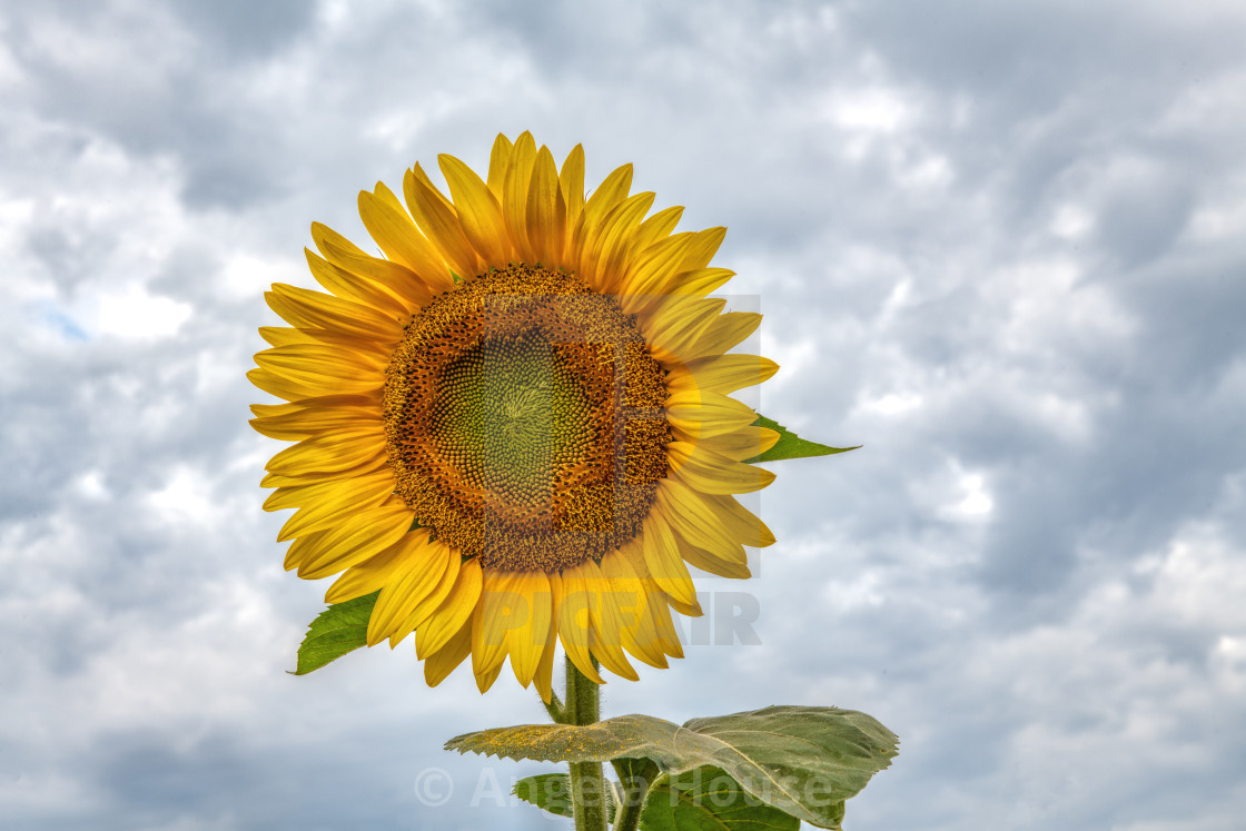 "Lone Sunflower" stock image