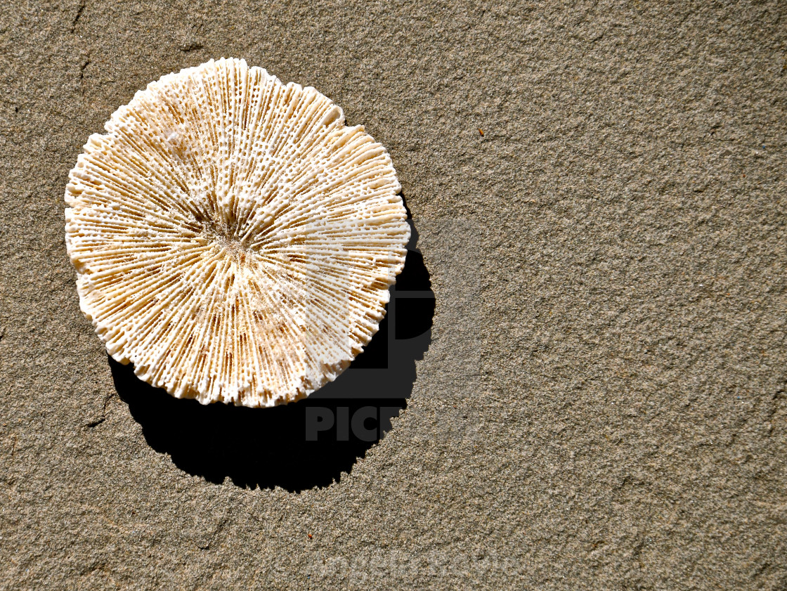 "Aerial view of white coral." stock image