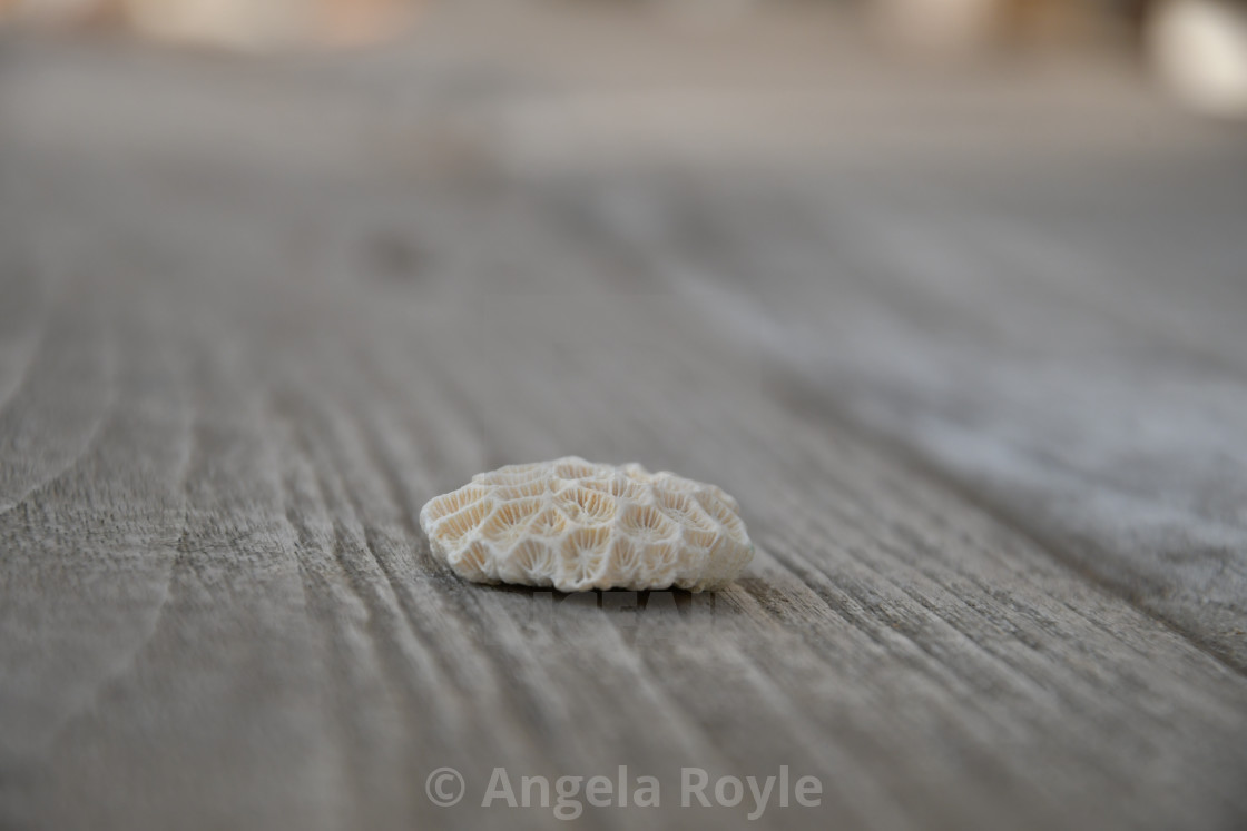 "Perspective view of white coral." stock image