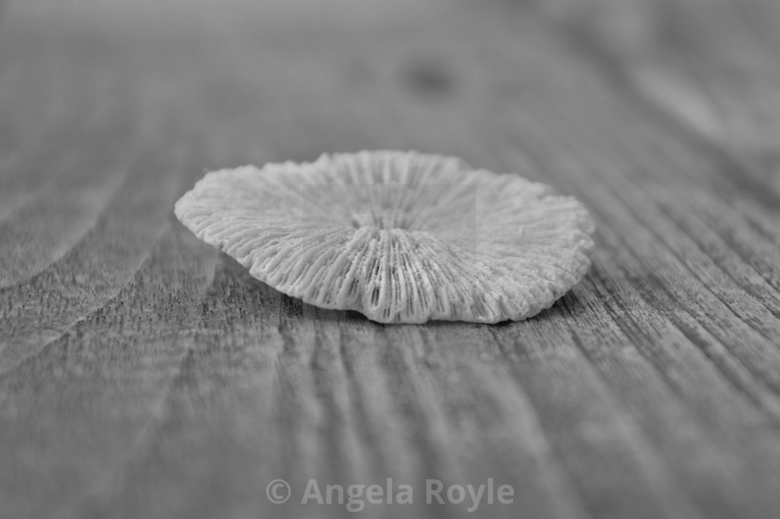 "White coral on textured wood." stock image