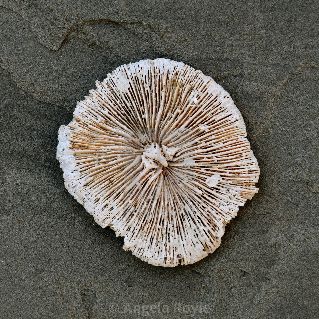 "White coral on grey stone." stock image