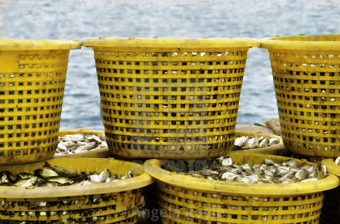 "Yellow baskets of freshly caught fish." stock image