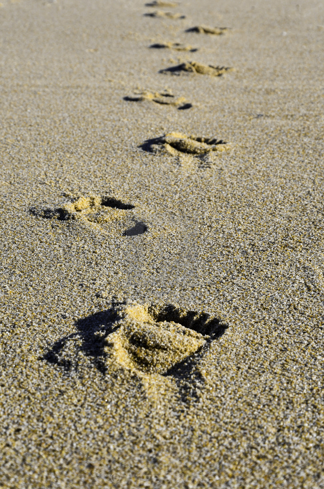 "Footprints in the sand" stock image