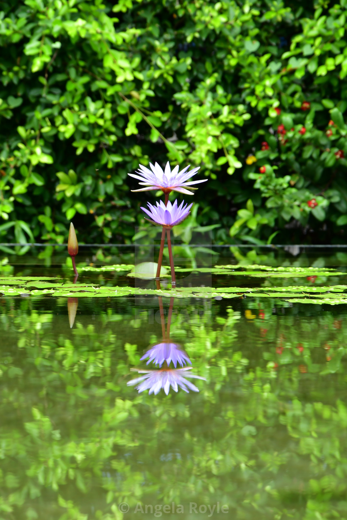 "Purple water lily and reflection" stock image