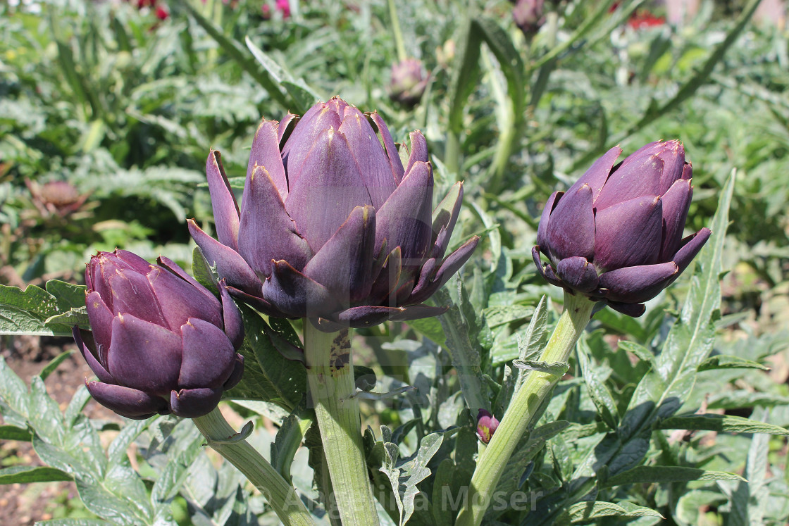 "Globe Artichokes (Purple De Provence)" stock image