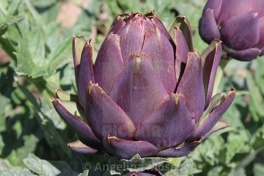 "Globe Artichoke (Purple De Provence)" stock image