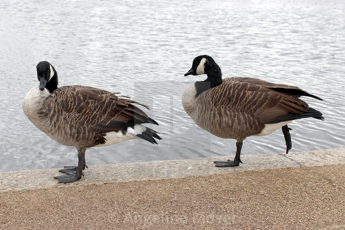 "Canada Geese" stock image