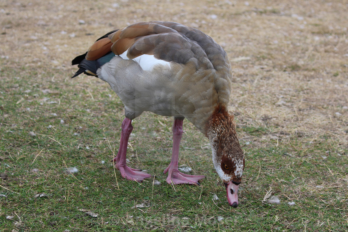 "Egyptian Goose" stock image