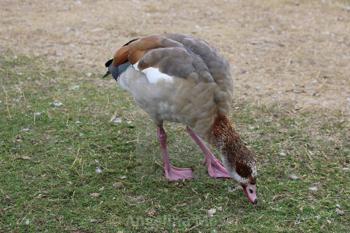 "Egyptian Goose" stock image