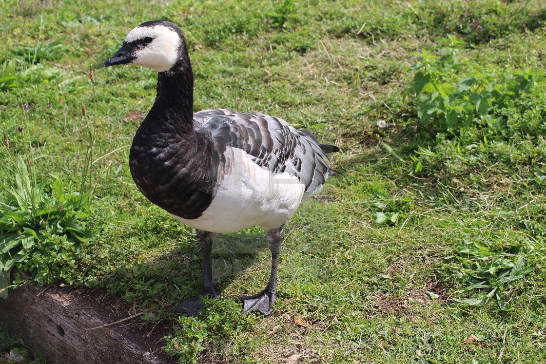 "Barnacle Goose" stock image