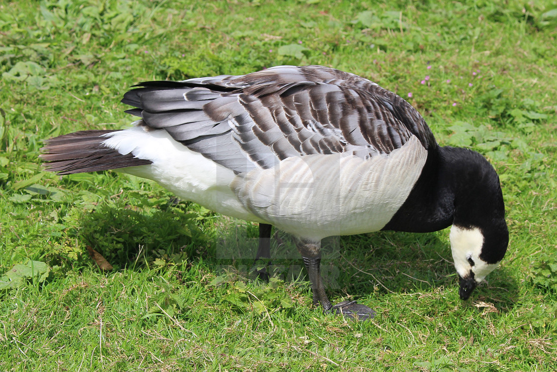 "Barnacle Goose" stock image