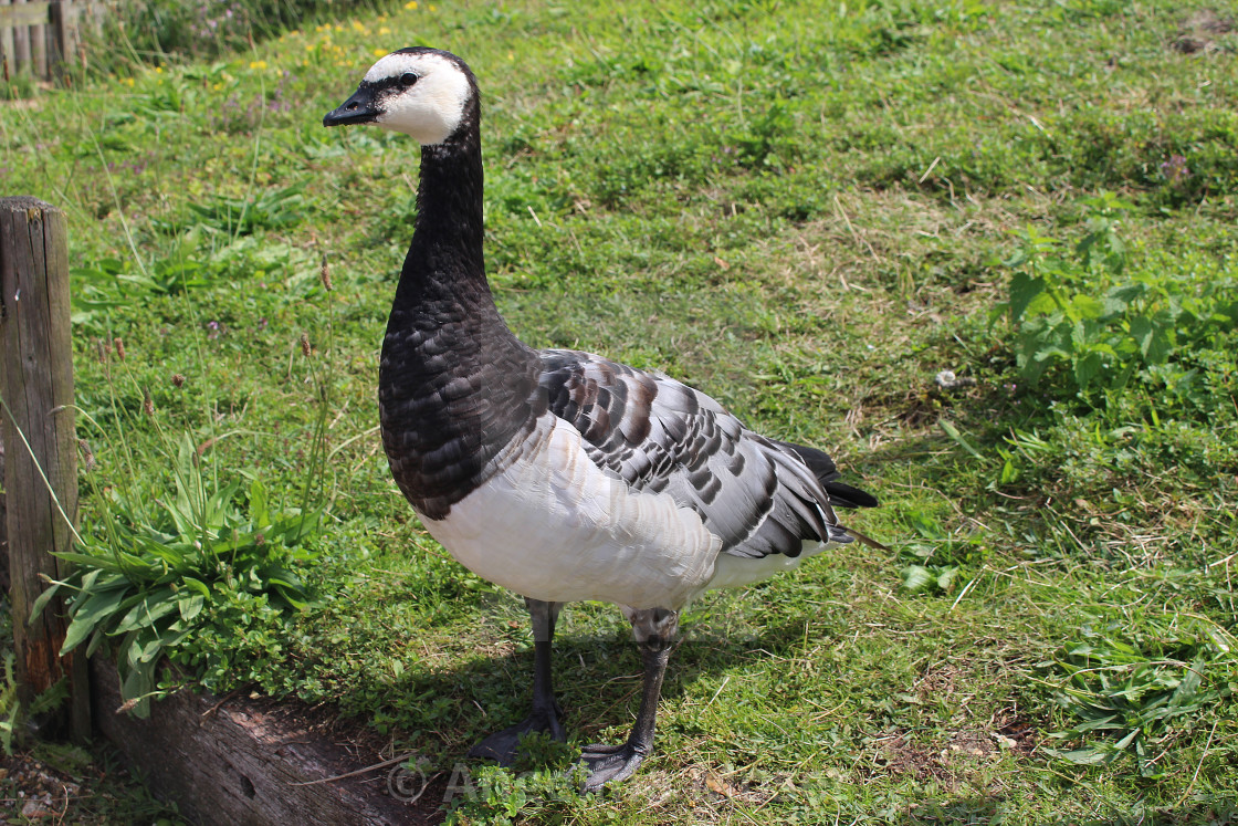 "Barnacle Goose" stock image