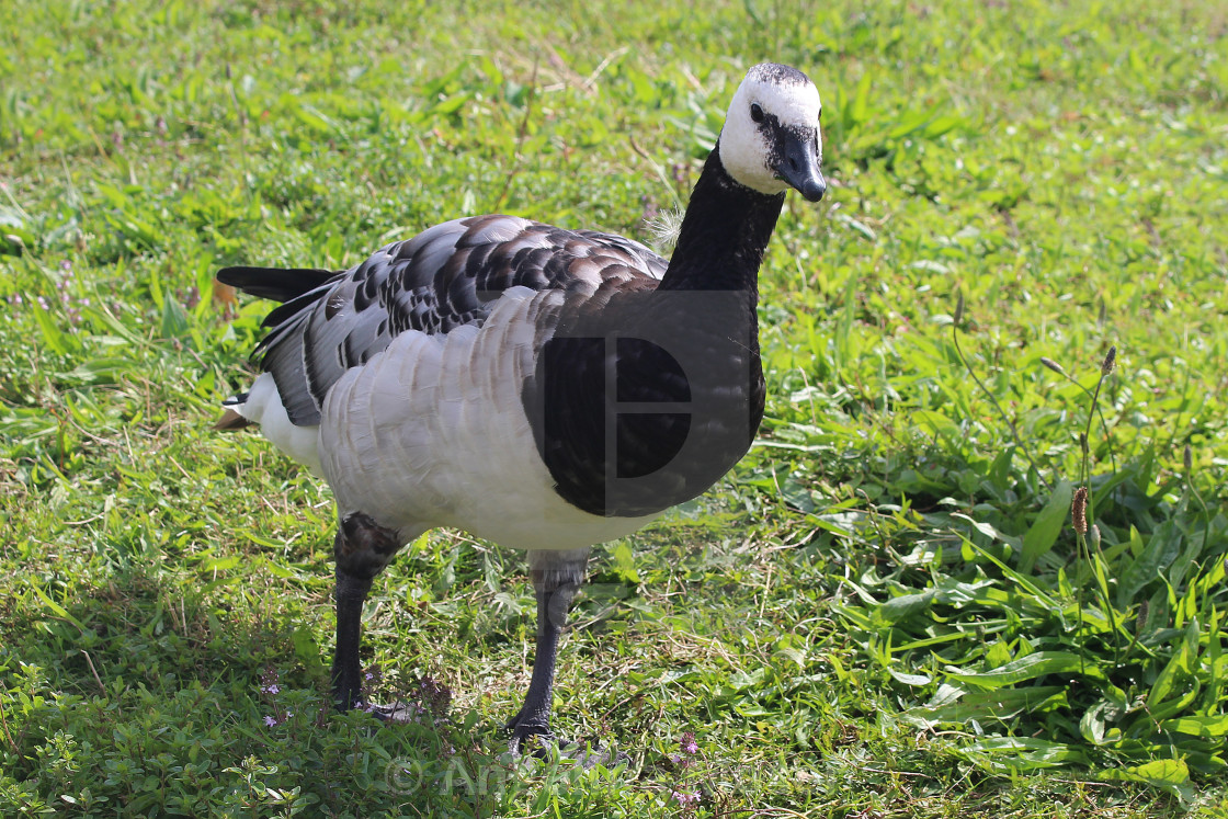 "Barnacle Goose" stock image