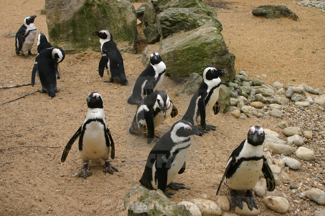 "Black footed Penguins" stock image