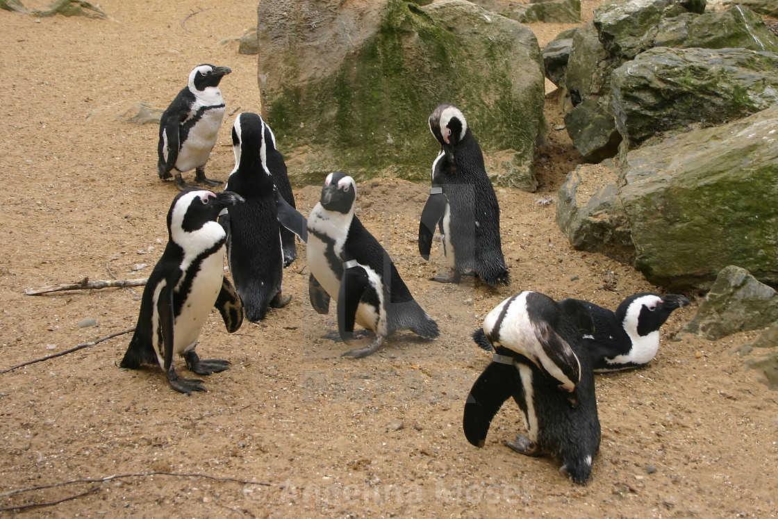 "Black footed Penguins" stock image