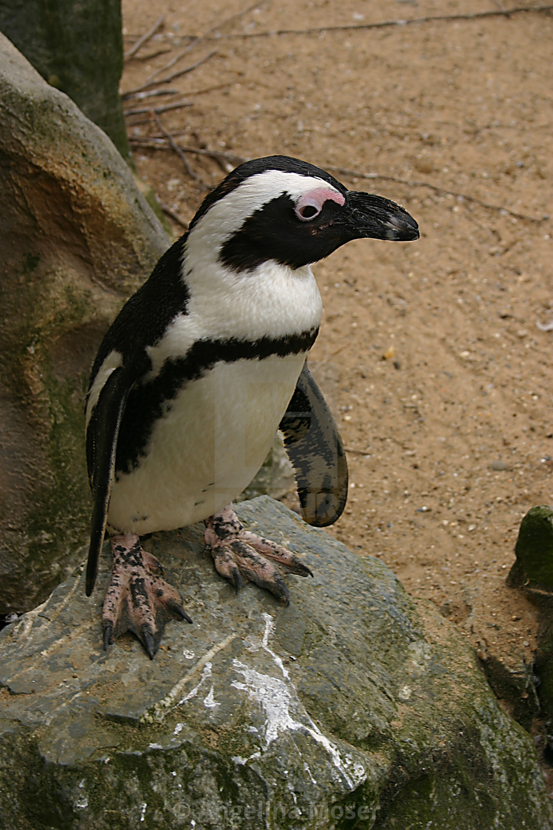 "Black footed Penguin" stock image