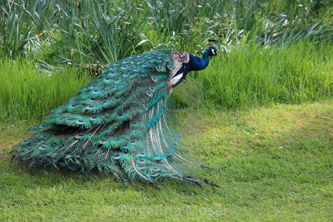 "Peacock" stock image