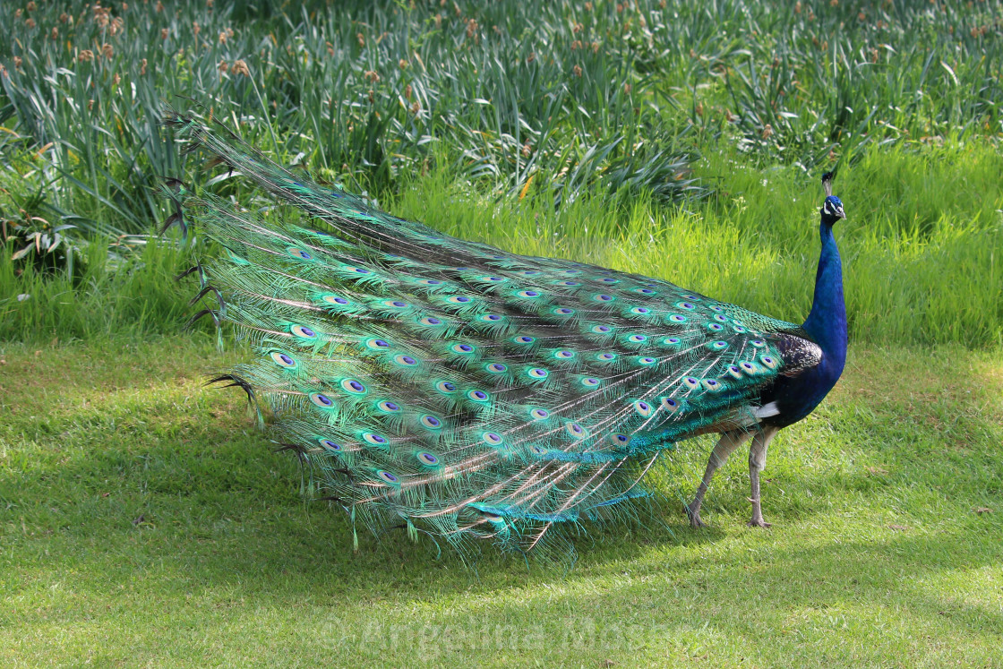 "Peacock" stock image