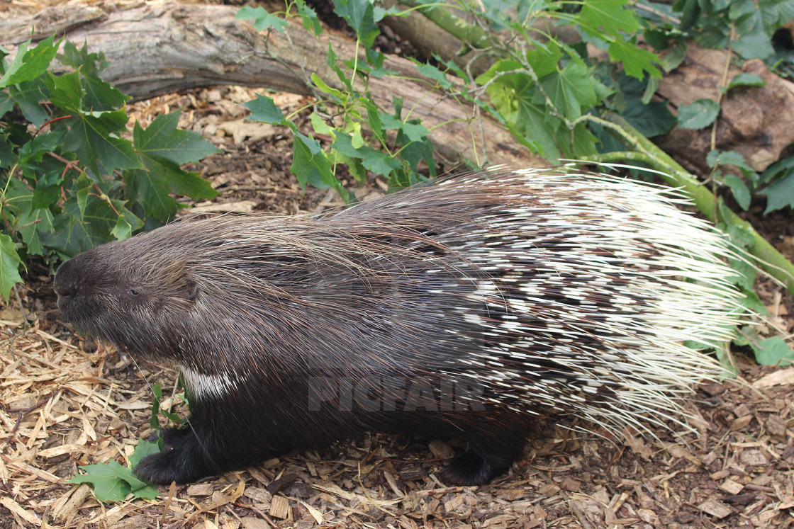 "Indian Porcupine" stock image