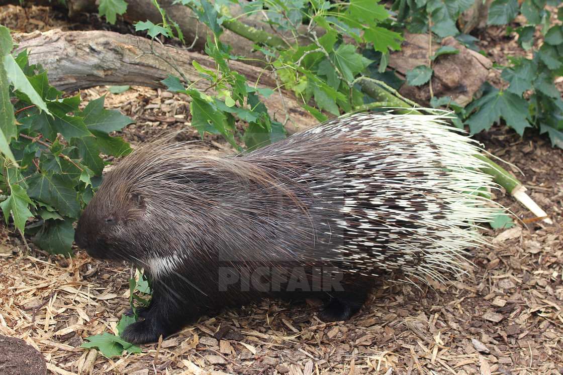 "Indian Porcupine" stock image