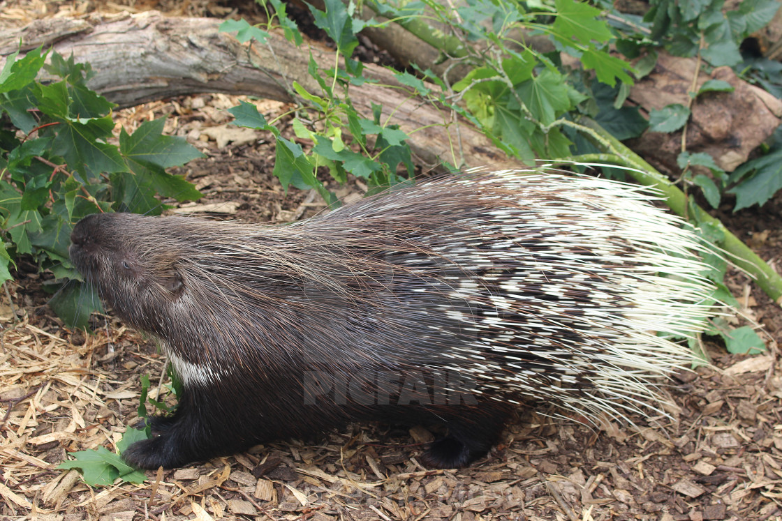 "Indian Porcupine" stock image