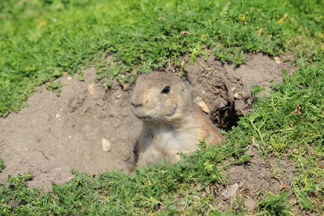 "Prairie Dog" stock image