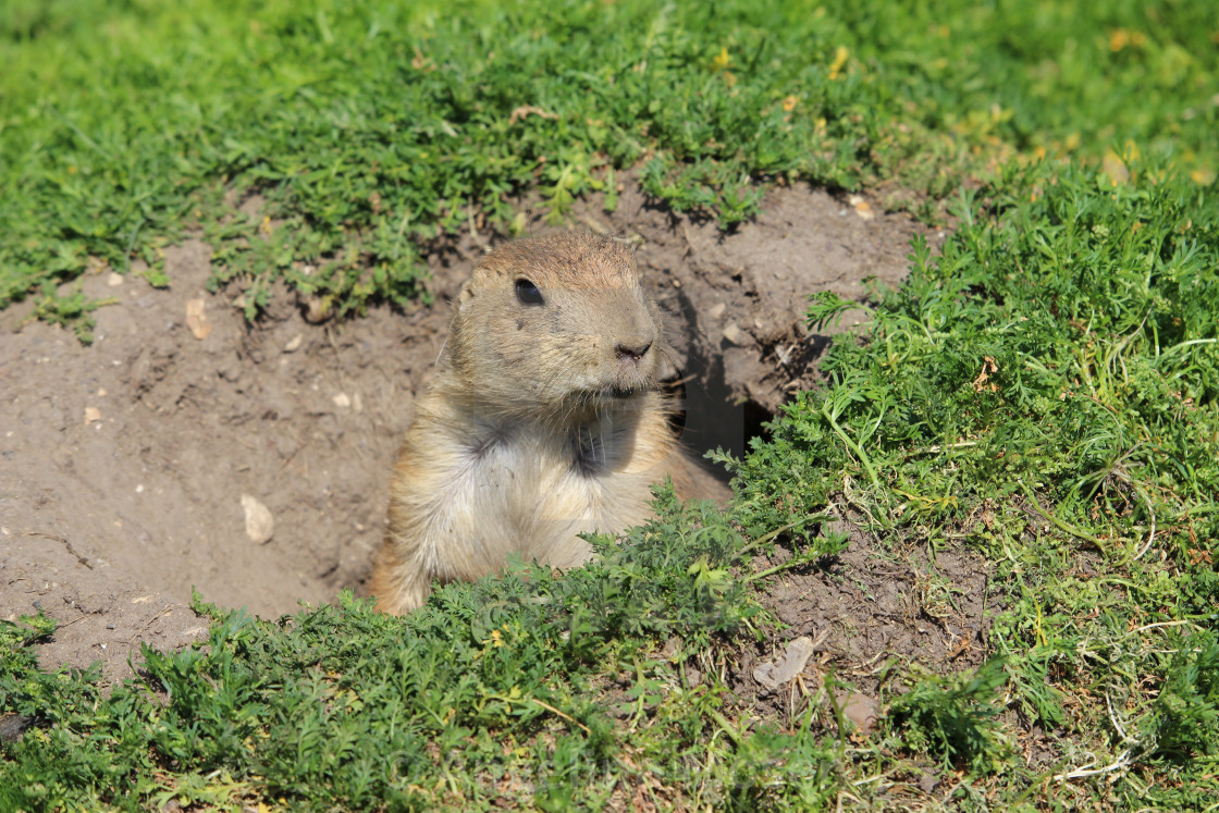 "Prairie Dog" stock image