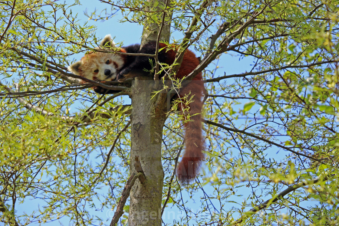 "Red Panda" stock image