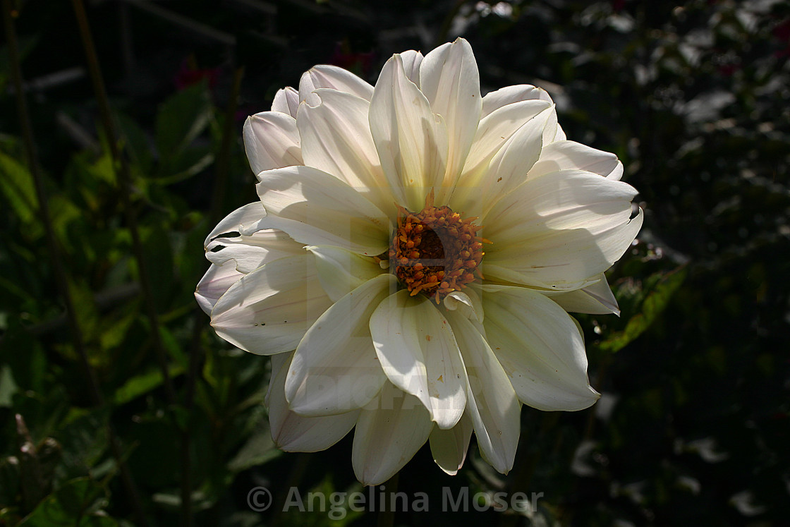 "Dahlia Classic Swan Lake" stock image