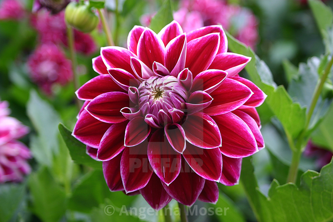 "Dahlia Purple Pearl" stock image