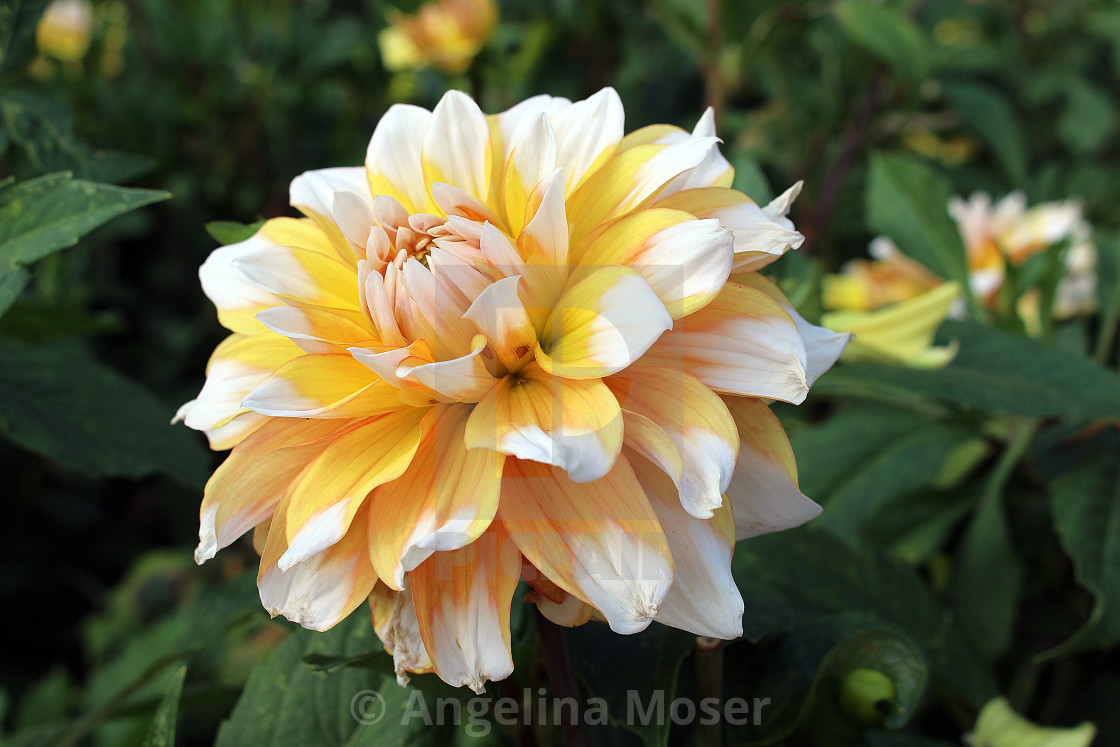 "Dahlia Grandma's Lemon Pie" stock image