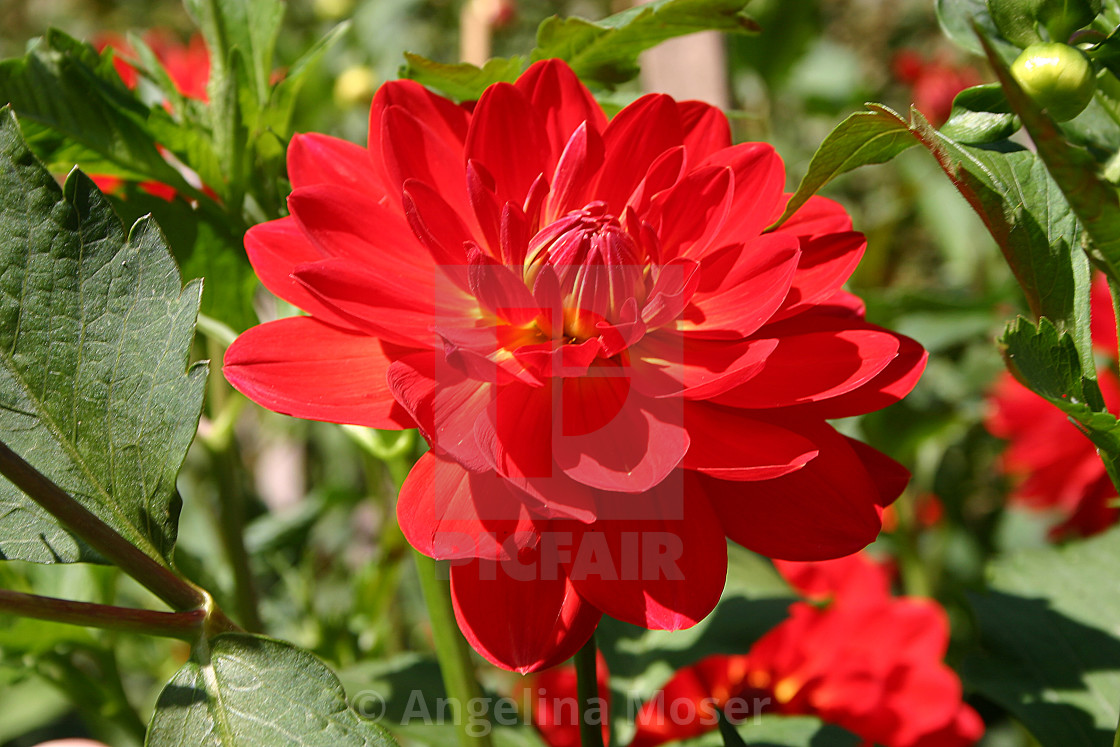 "Dahlia Red Velvet" stock image