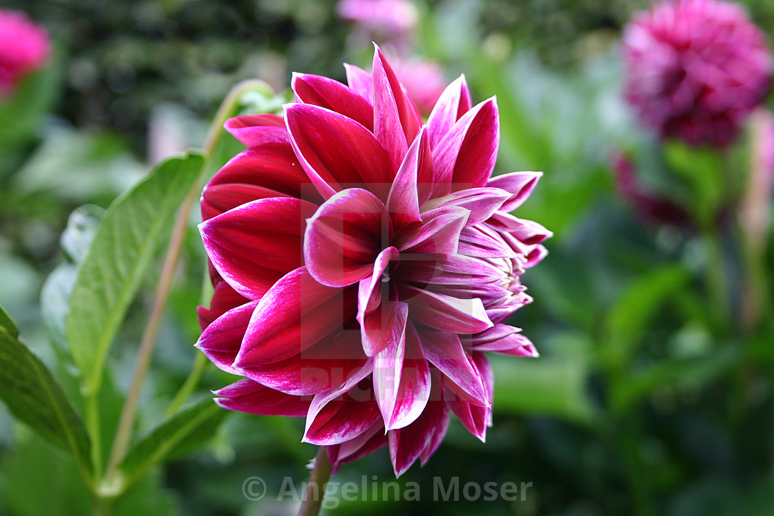 "Dahlia Purple Pearl" stock image