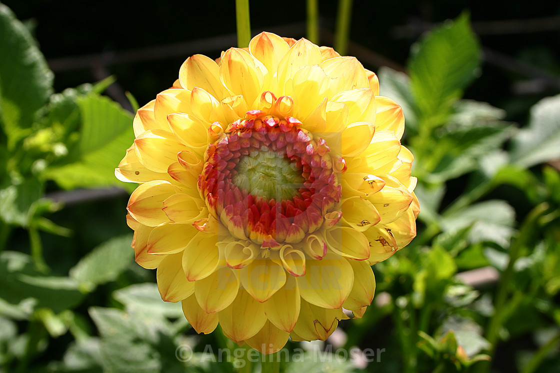 "Dahlia Sunny Boy" stock image