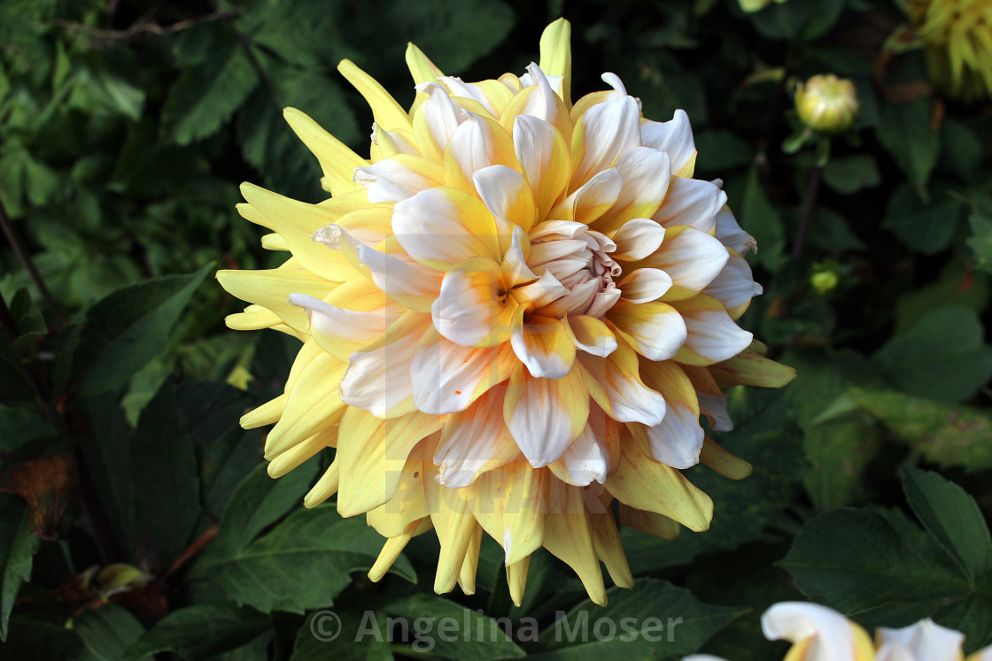 "Dahlia Grandma's Lemon Pie" stock image