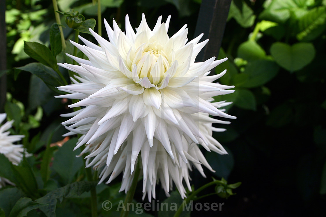 "Dahlia Kenora Challenger" stock image