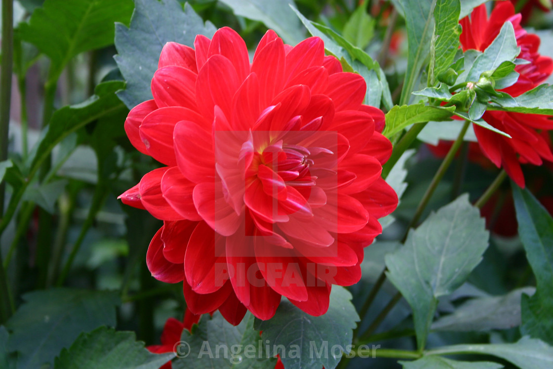 "Dahlia Red Velvet" stock image