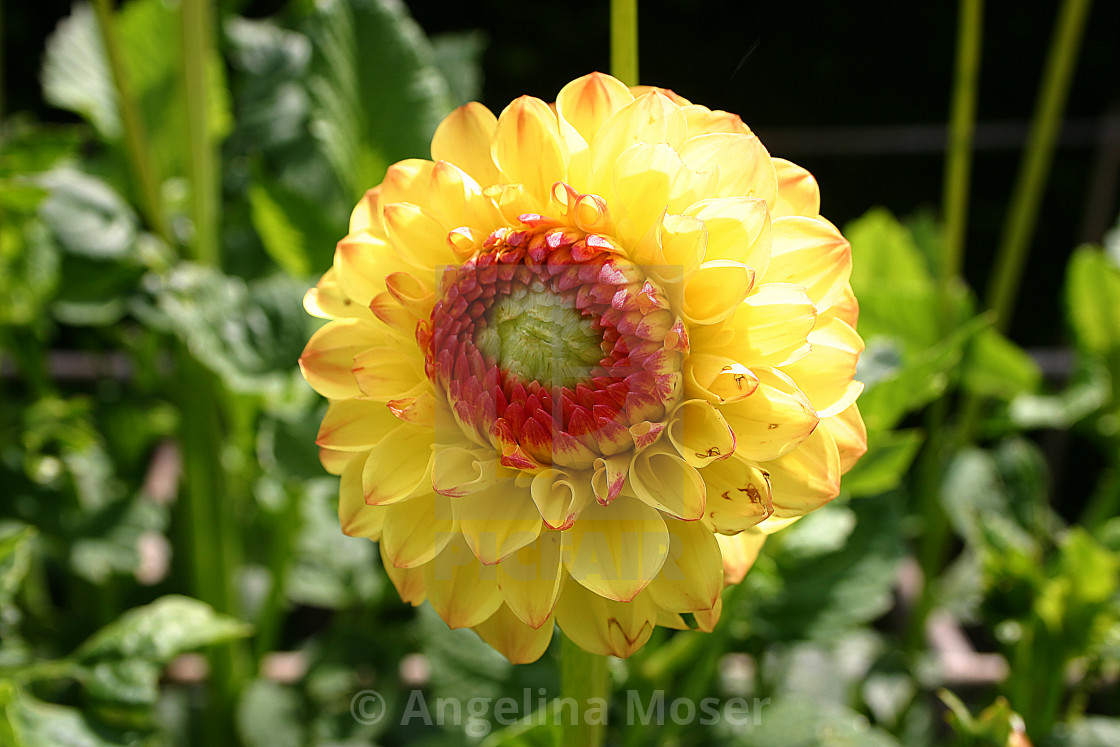 "Dahlia Sunny Boy" stock image