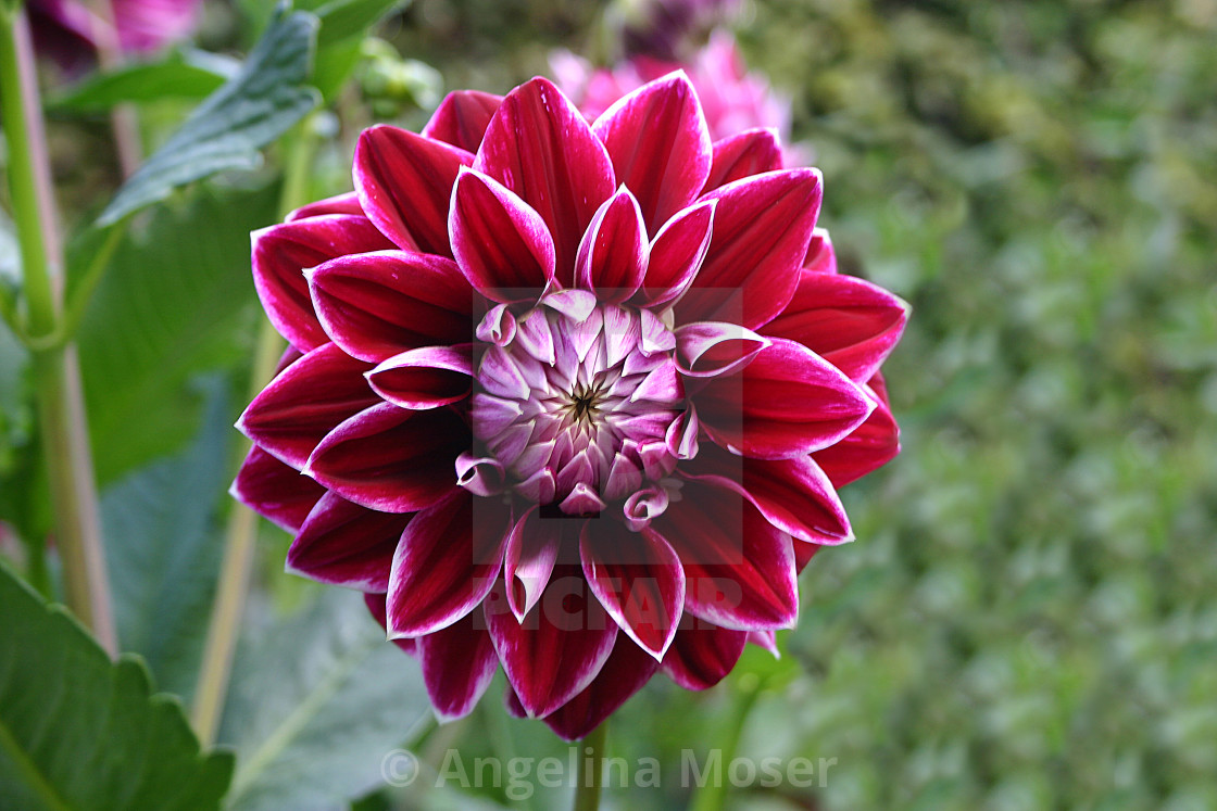 "Dahlia Purple Pearl" stock image